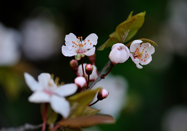 花09.jpg